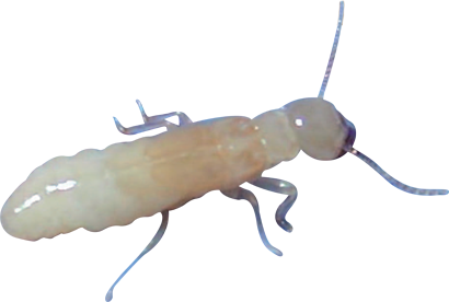 Photo détourée d'un termite