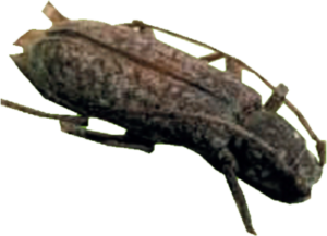 hesperophane