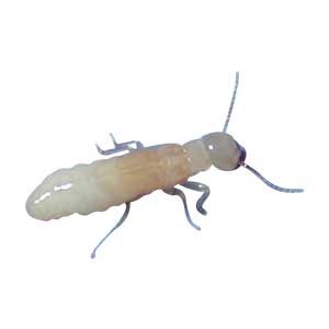 termite