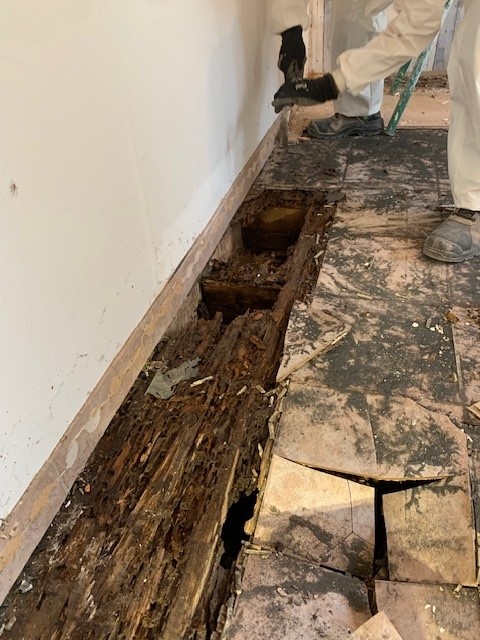 Termites dans une charpente
