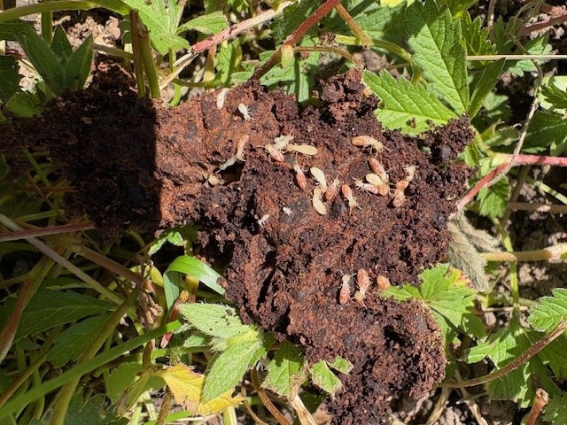 Termites dans la nature